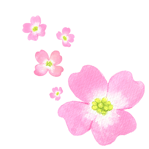 リトルスタープラン｜花